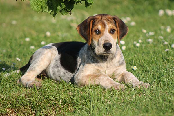 Hound puppy